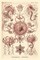 Haeckel Nature Illustrations: Trachomedusae - Jellyfish - Rose Tint Poster Print by Ernst Haeckel - Item # VARPDX449758